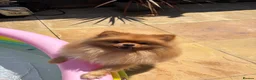 Pomeranian dogs for sale: Miniature Pomeranian Puppys in Redditch - Advert 16