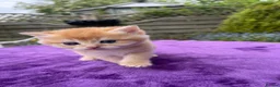 British Shorthair cats for sale: Golden, Golden Colourpoint & Silver Tipped - Advert 11