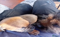 Border Terrier dogs for sale: Kc reg border terrier dog pups  - Advert 4