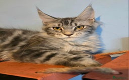 Maine Coon cats for sale: Ready to go!  Stunning Mainecoon Kittens  - Image 8