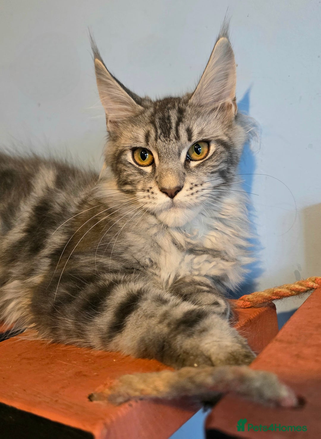 Maine Coon cats for sale: Ready to go!  Stunning Mainecoon Kittens  - Image 8
