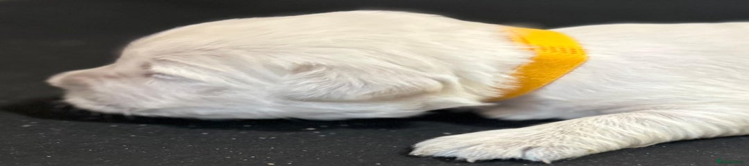 Golden Retriever Puppy 2