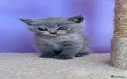 Scottish Fold cats for sale: Beautiful litter of Scottish fold  reservation 😍 - Image 12