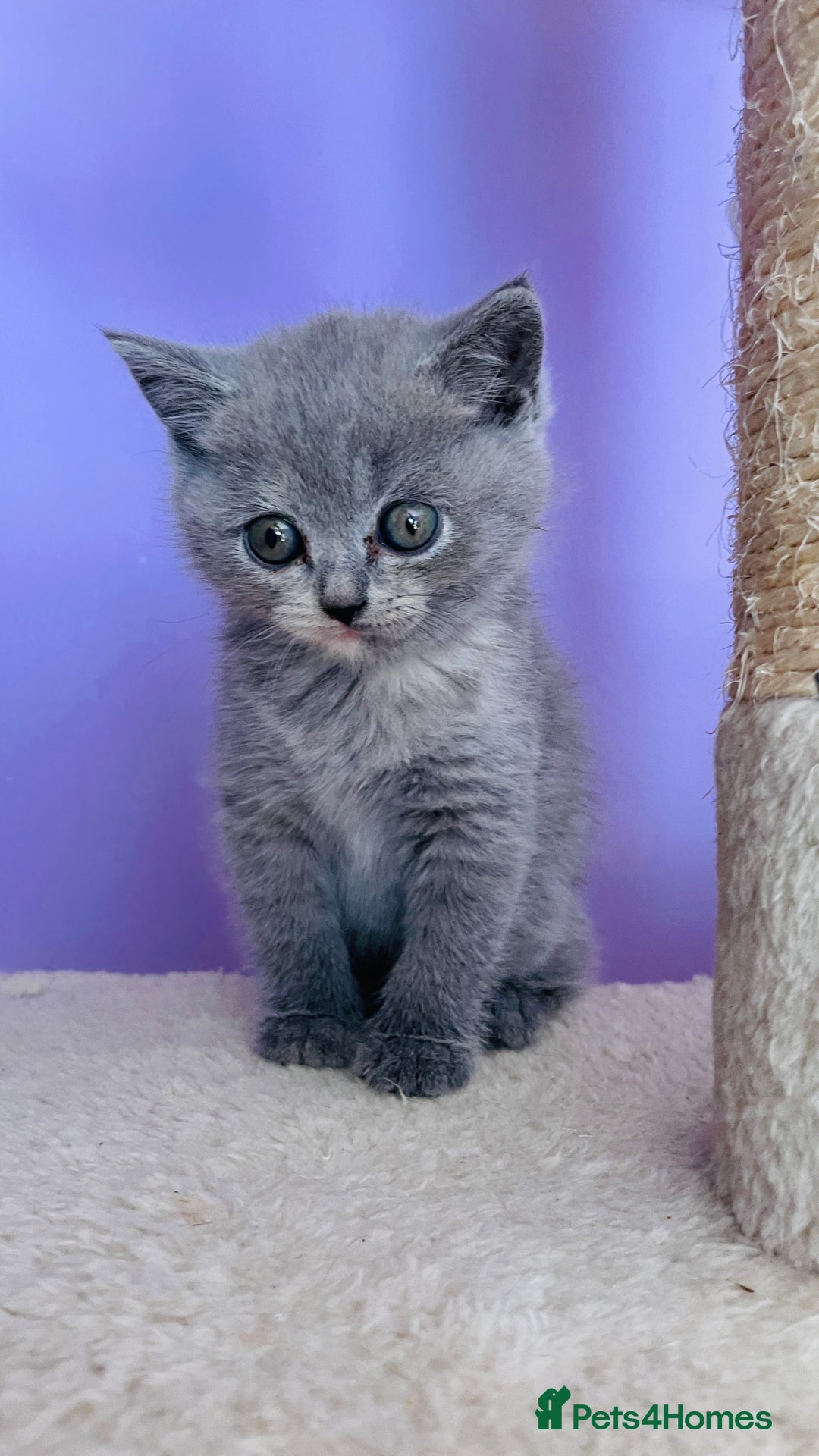 Scottish Fold cats for sale: Beautiful litter of Scottish fold  reservation 😍 - Image 12
