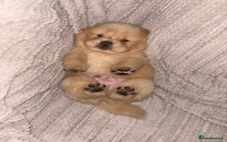 Chow Chow dogs for sale: Merle Chow Chow Pups 🐻 - Image 16