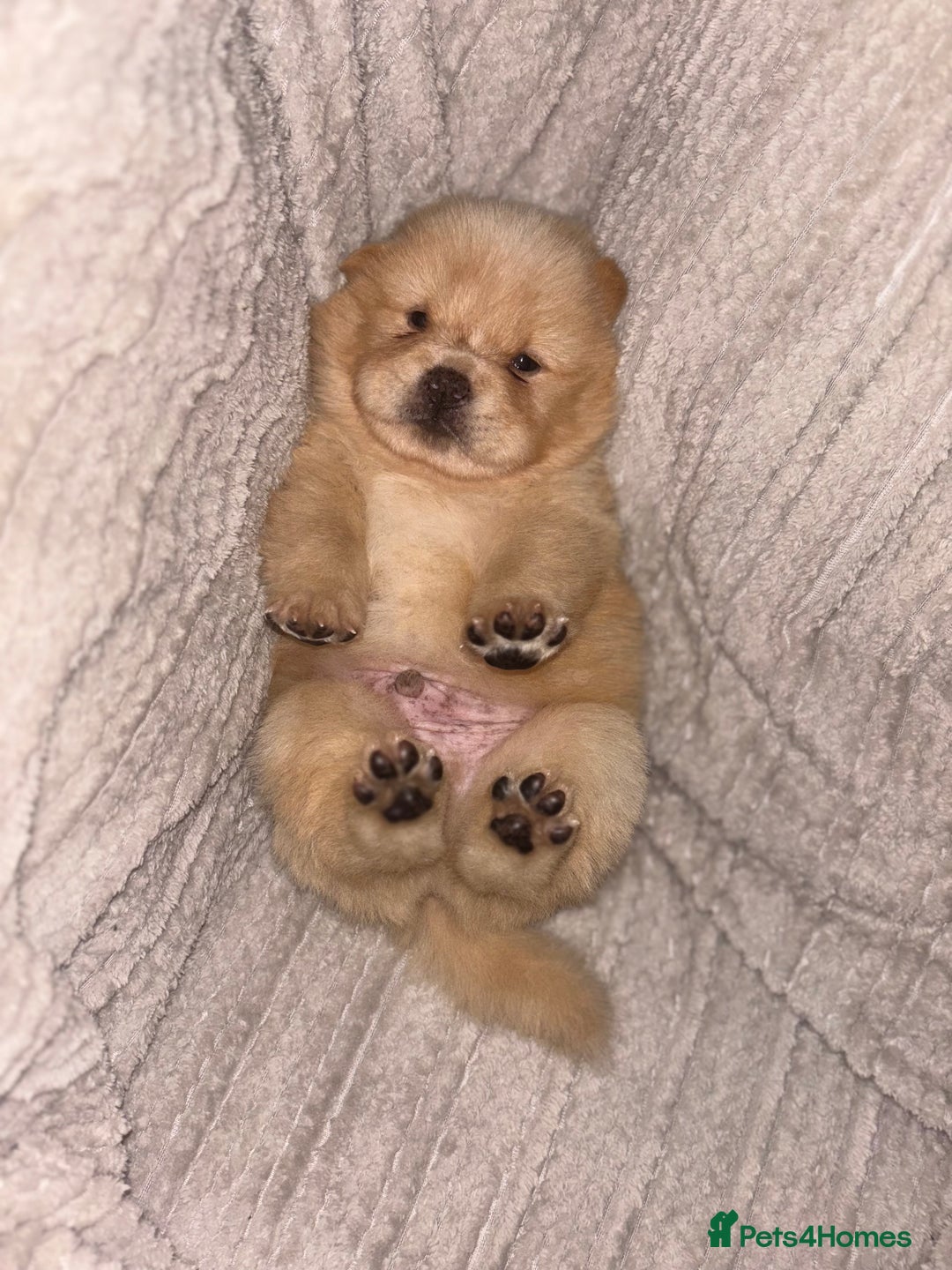 Chow Chow dogs for sale: Merle Chow Chow Pups 🐻 - Image 16
