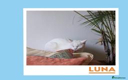 Mixed Breed cats for adoption: Luna is a VIP - Image 6