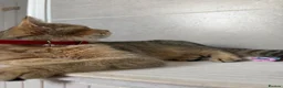 British Shorthair cats for sale: Black tipped chinchilla shorthair  - Advert 5