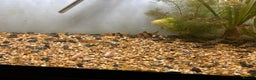 Other/Mixed Breed fish for sale: Fish tank and fish for sale - Advert 5