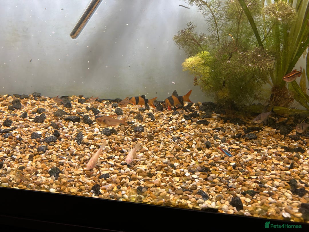 Other/Mixed Breed fish for sale: Fish tank and fish for sale - Advert 5