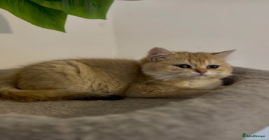 British Shorthair cats - Advert 8