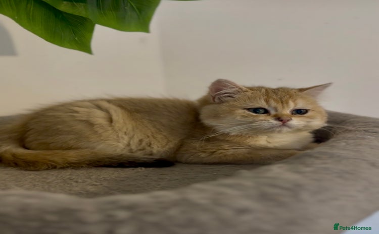British Shorthair cats - Advert 11