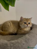 British Shorthair cats - Advert 8