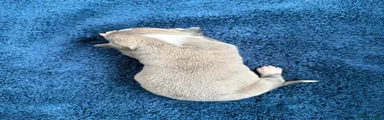 Whippet Puppy 7