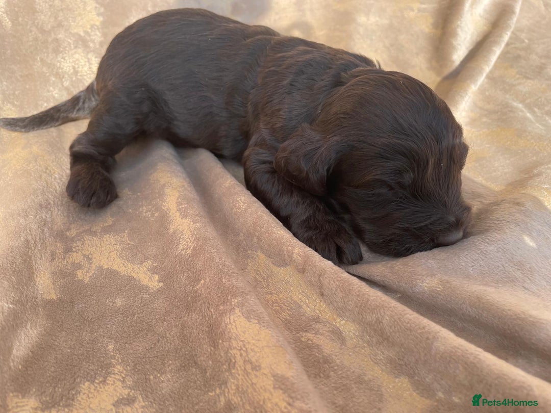 Cockapoo dogs for sale: Cockapoo puppies for sale  - Image 4