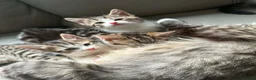Maine Coon cats for sale: Beautiful Bengal/maine coon cross - Advert 2