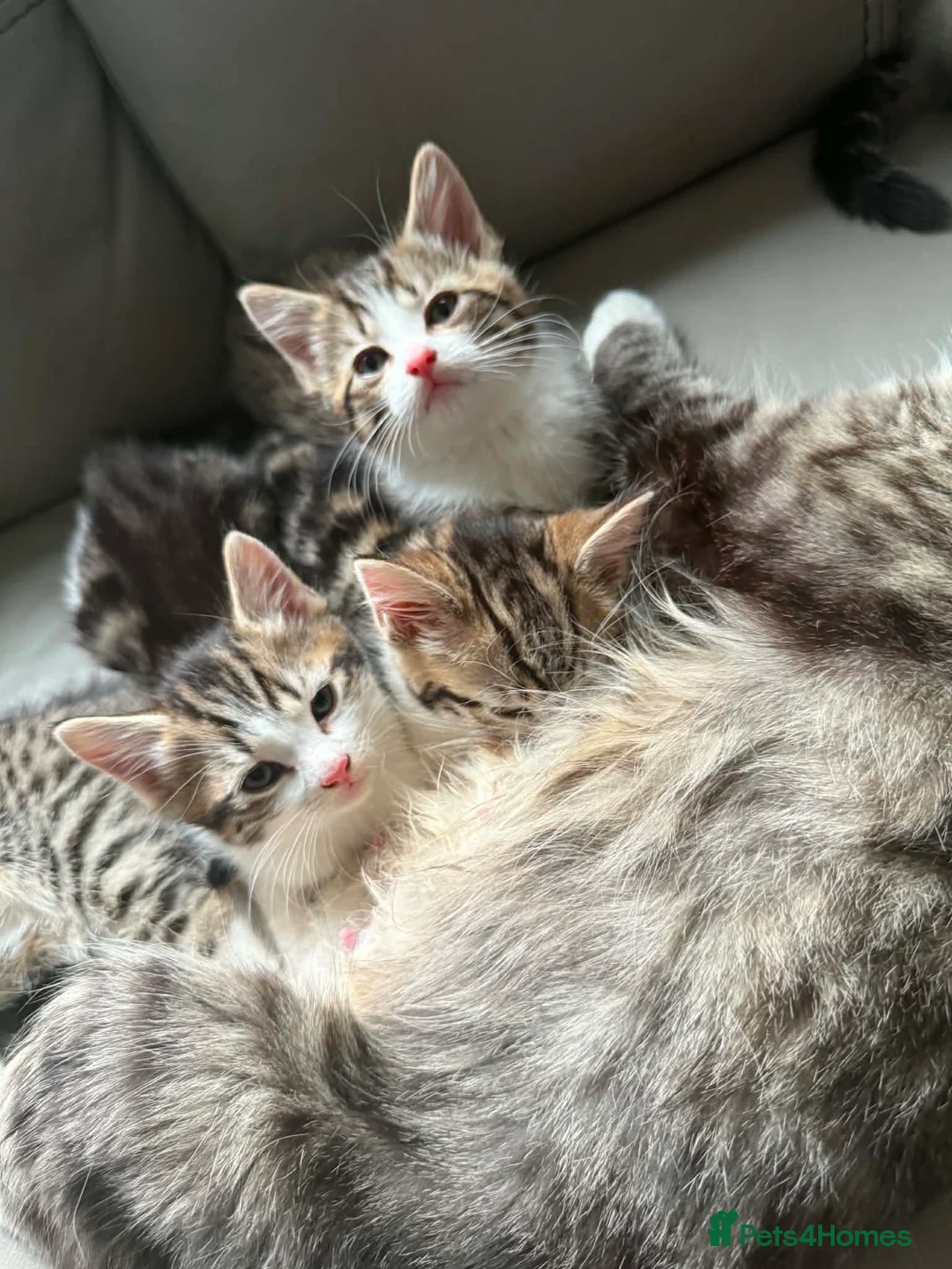 Maine Coon cats for sale: Beautiful Bengal/maine coon cross - Advert 2