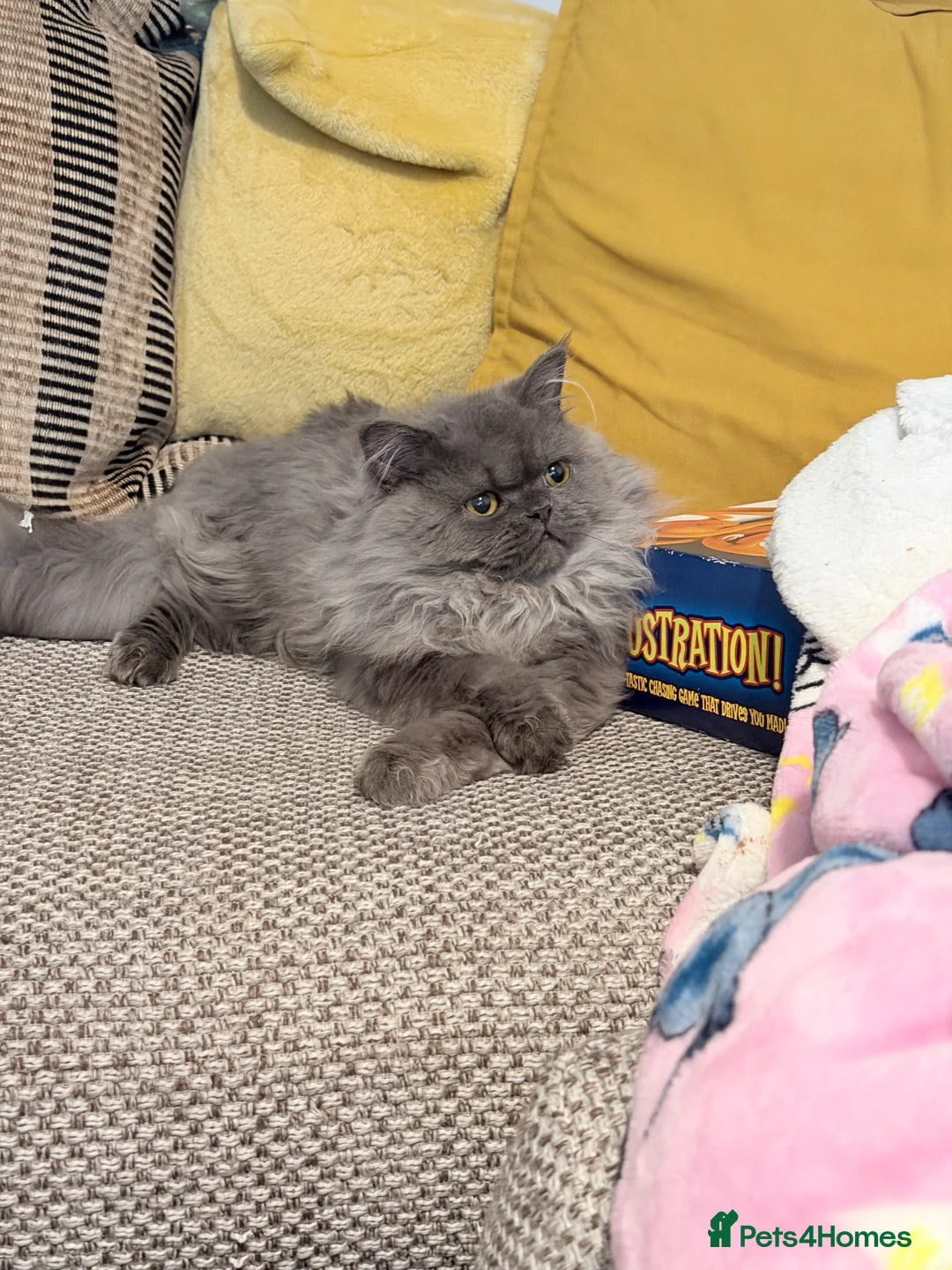 Persian cats for sale: Persian male  - Advert 5