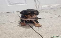 Cocker Spaniel dogs for sale: 3 kc reg working cocker spaniels avaliable  - Image 6