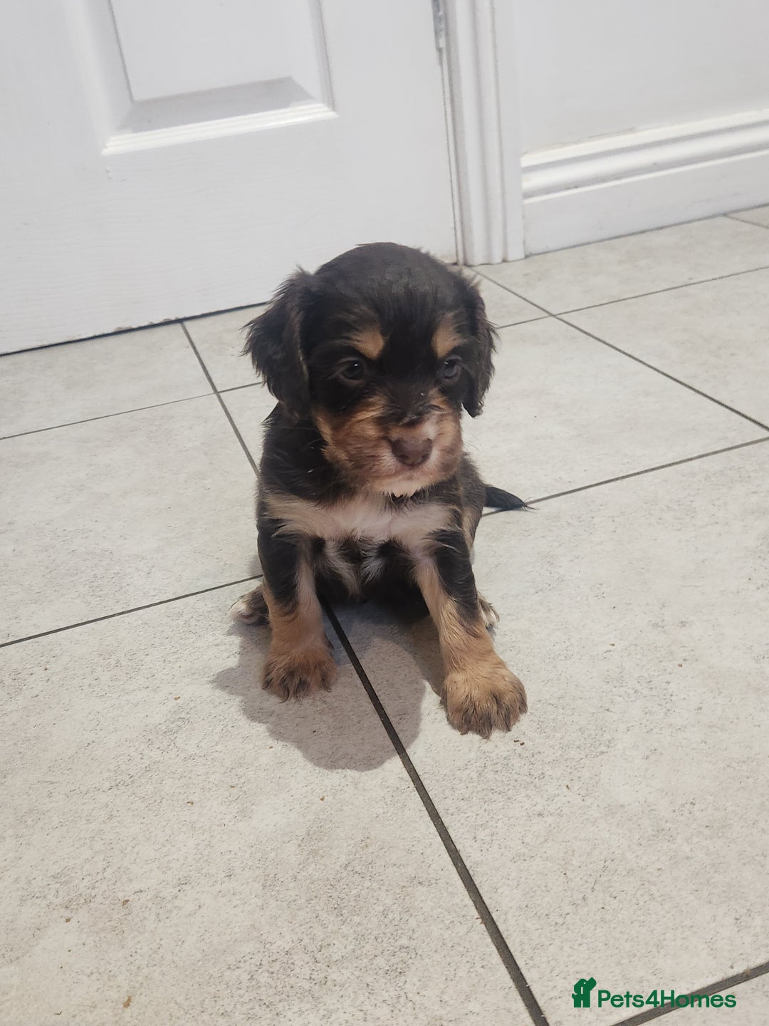 Cocker Spaniel dogs for sale: 3 kc reg working cocker spaniels avaliable  - Image 6