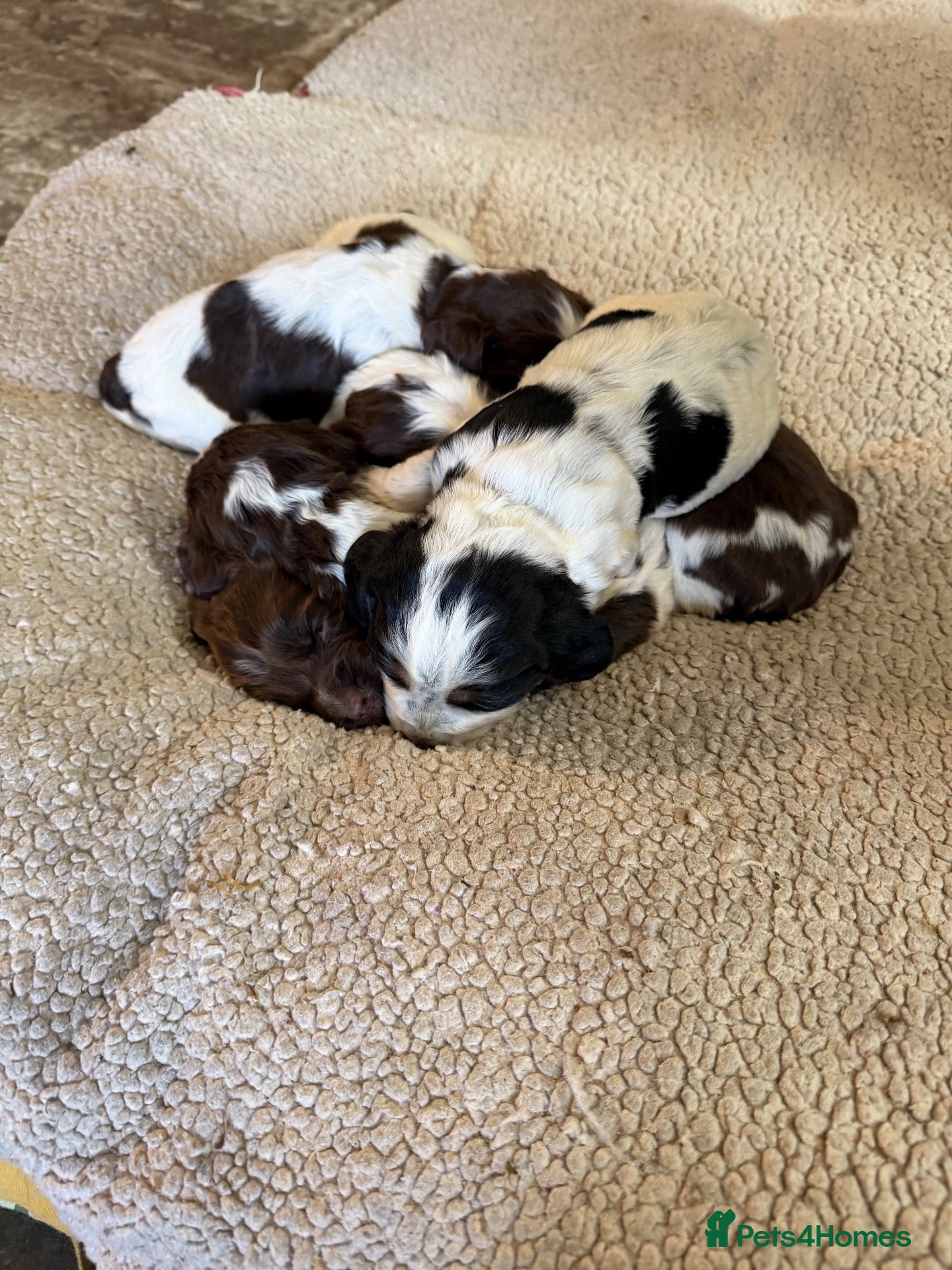 Cocker Spaniel dogs Cocker spaniel puppies  - Advert 1