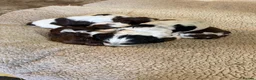 Cocker Spaniel dogs for sale: Cocker spaniel puppies  - Advert 1
