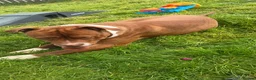 Mixed Breed dogs for sale: American bulldog cross  - Advert 4