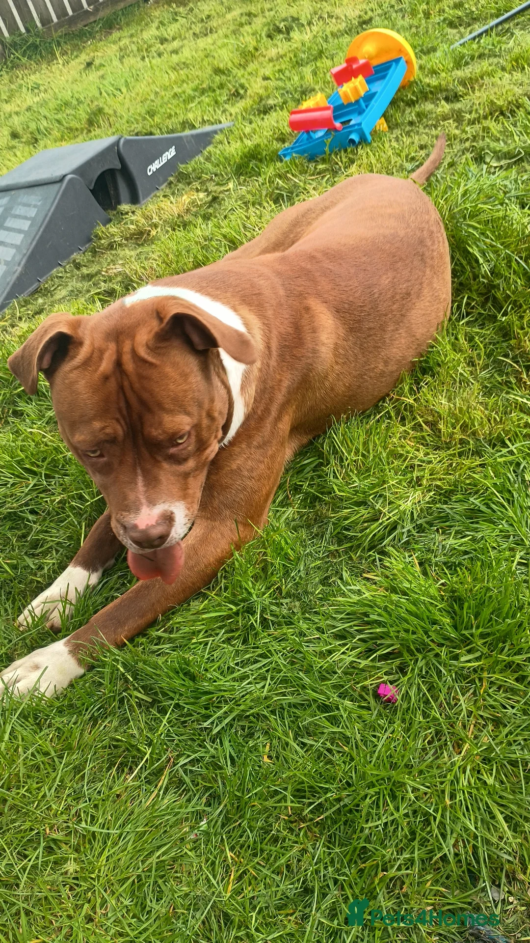 Mixed Breed dogs for sale: American bulldog cross  - Advert 4