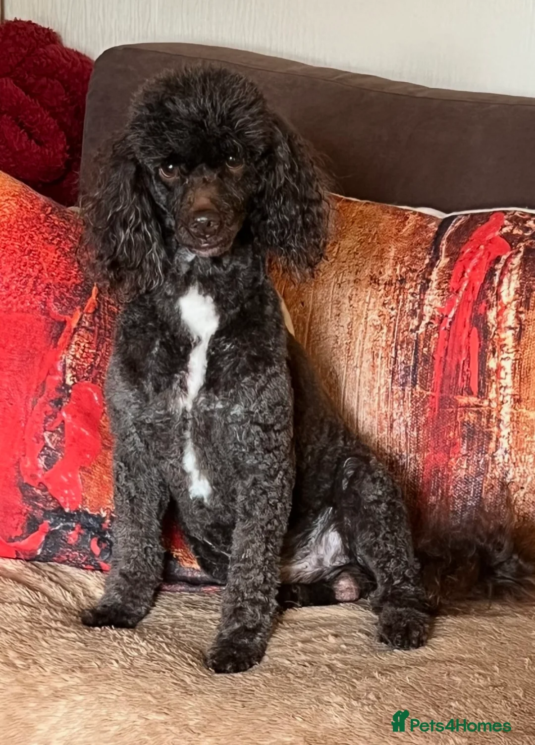 Miniature Poodle dogs for stud: Miniture Poodle for stud - SHORT NOTICE AVAILABLE in Coalville - Advert 6