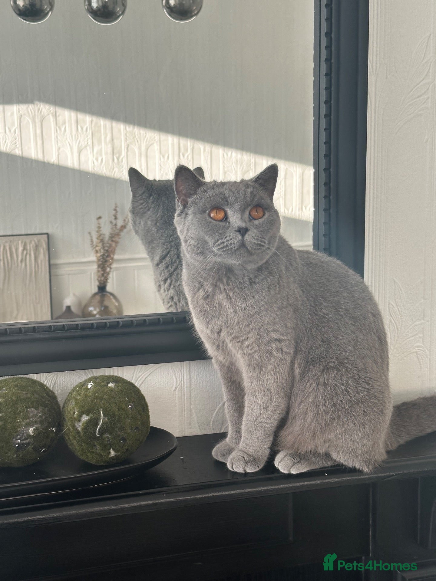 British Shorthair cats British shorthaired kittens for sale British blues - Advert 4