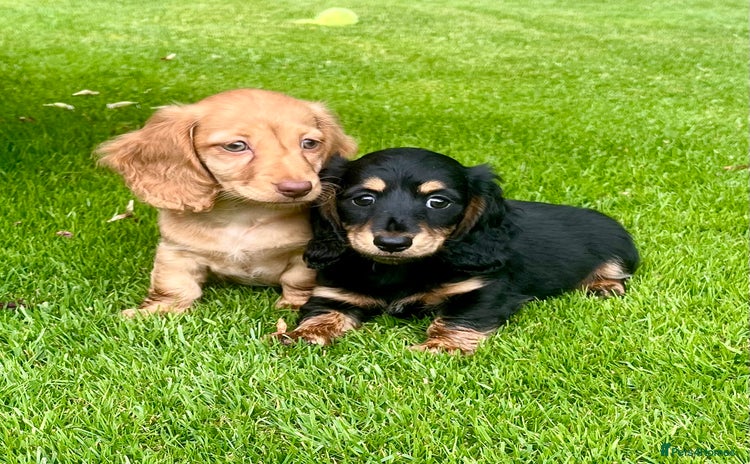 Miniature Dachshund dogs - Advert 1