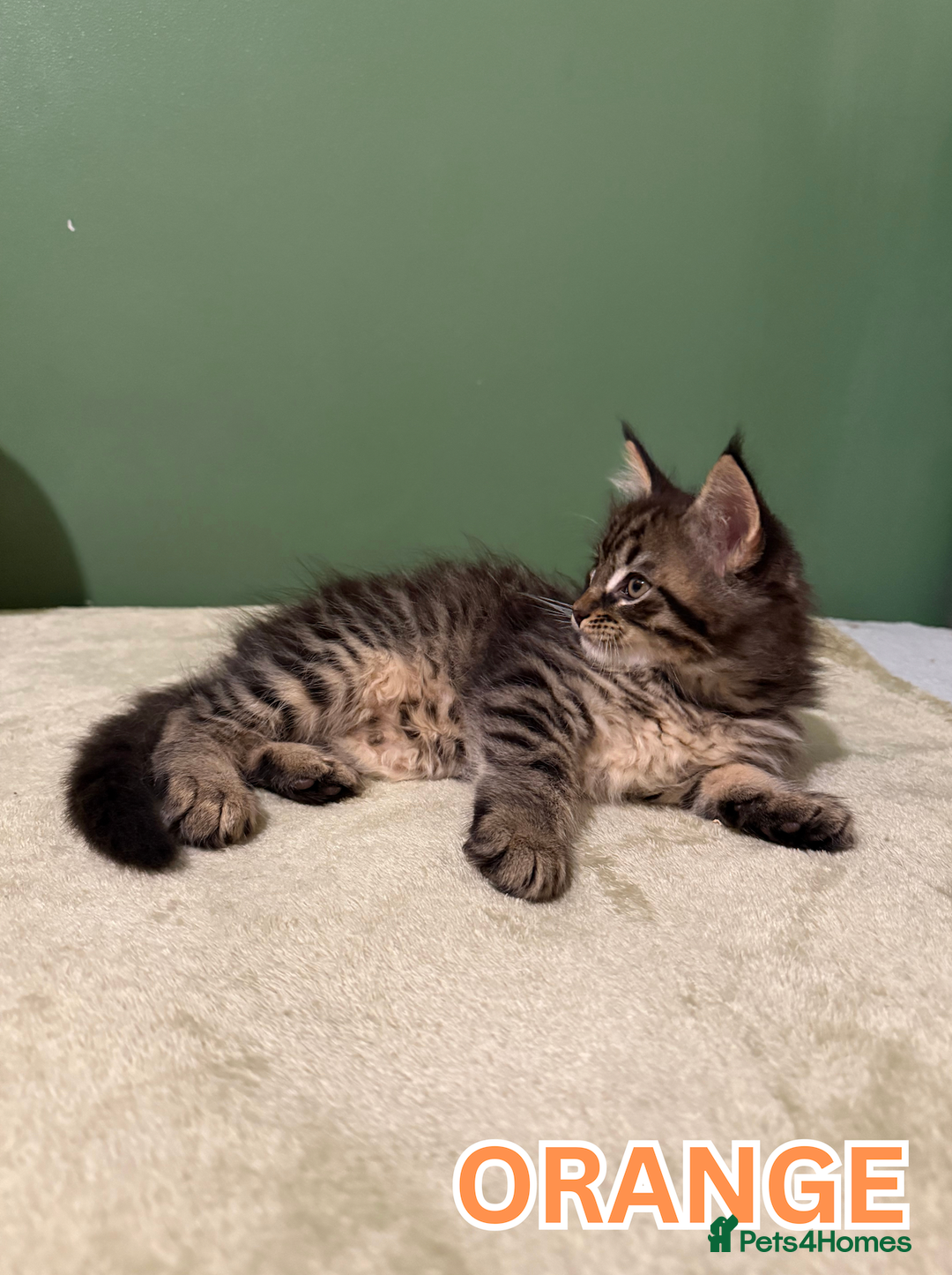 Maine Coon cats for sale: Maine Coon Cross Kittens Ready for Homes! - Advert 8