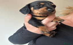 Miniature Dachshund dogs for sale: Miniature Dachshund Pups  in Banbury - Image 12