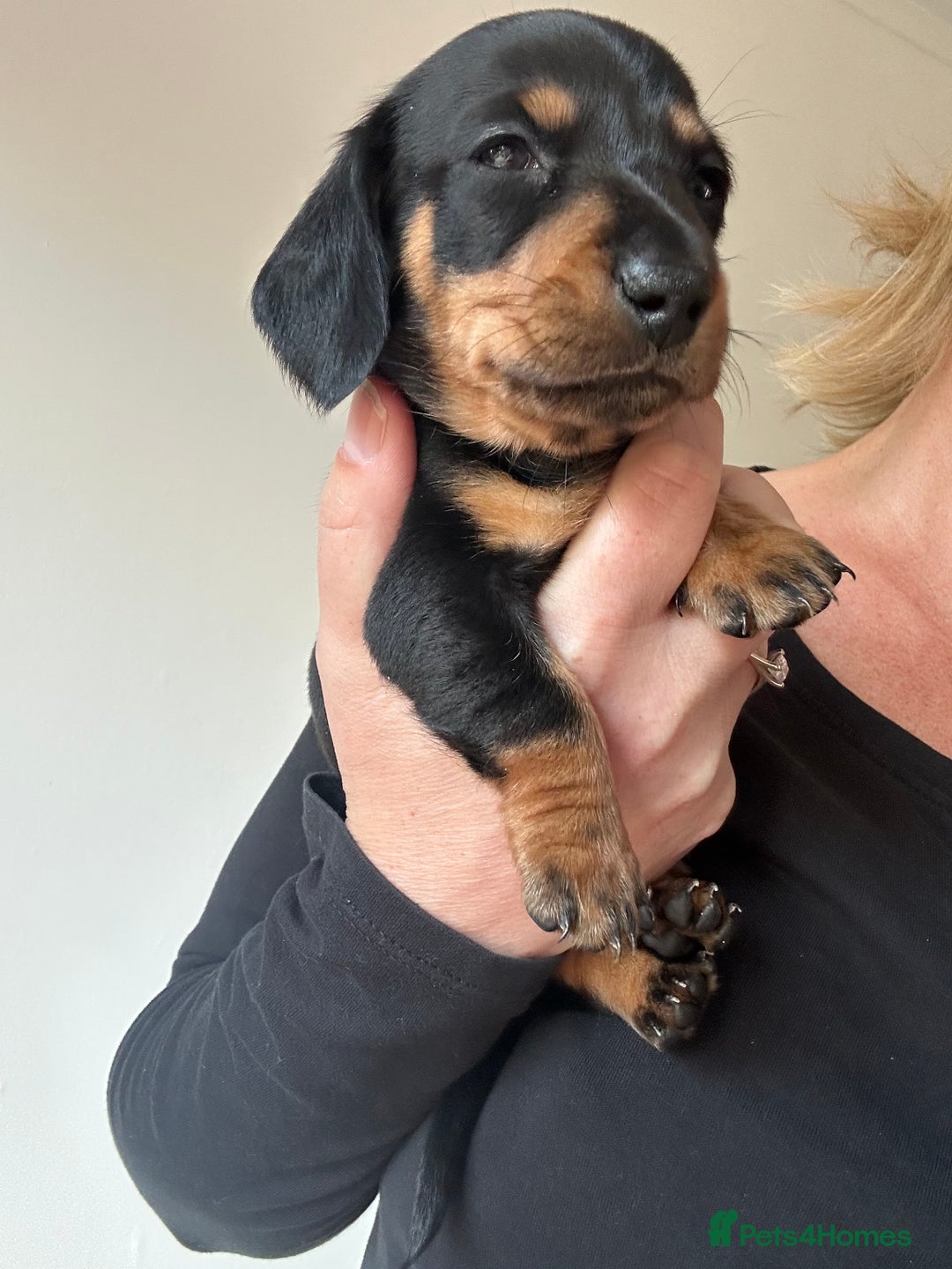 Miniature Dachshund dogs for sale: Miniature Dachshund Pups  in Banbury - Image 12