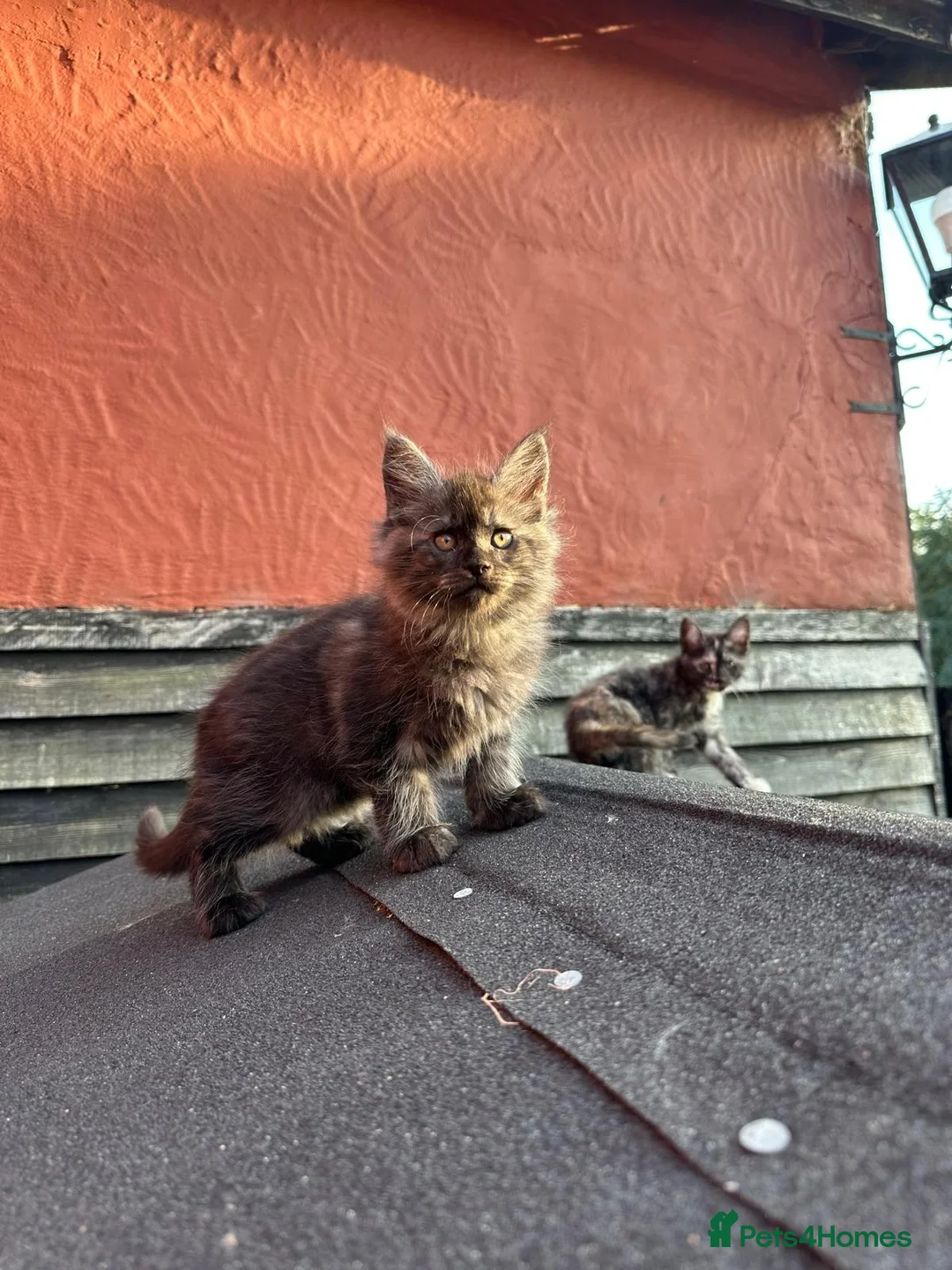 Mixed Breed cats for sale: 8 Beautiful Kittens Ready for Their New Homes - Advert 1
