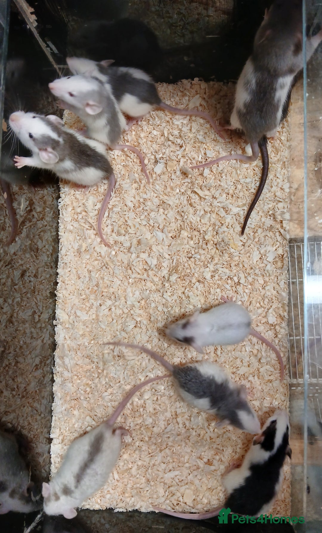 Rat rodents for sale: Baby Dumbo Rats Normal - Rex Furred  - Advert 5