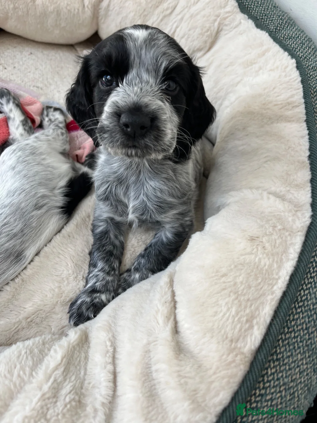 Cocker Spaniel dogs for sale: Two beautiful blue roan puppies available  in Evesham - Advert 2