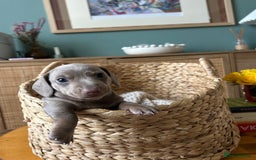 Miniature Dachshund dogs for sale: Miniature dachshunds for sale   - Image 1