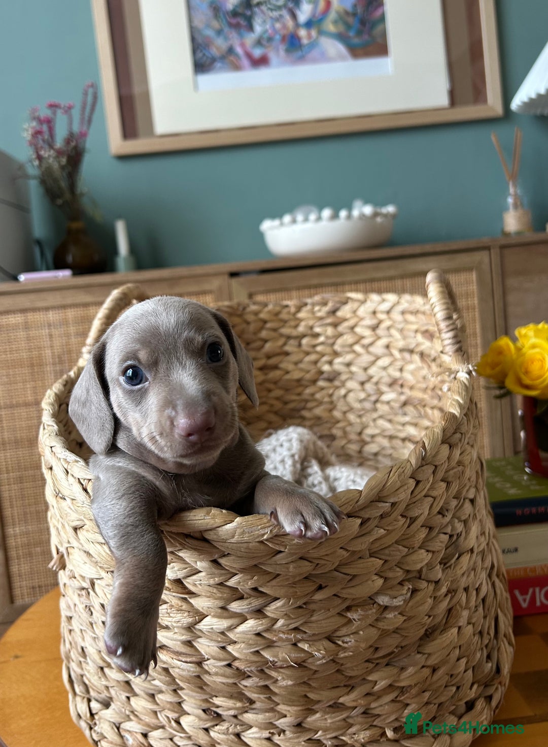 Miniature Dachshund dogs for sale: Miniature dachshunds for sale   - Image 1