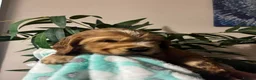 Cocker Spaniel dogs for sale: Kc reg show type cockers - Advert 15