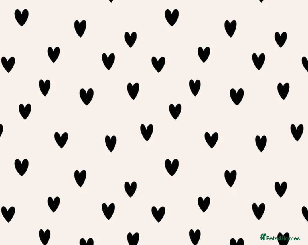 Mixed Breed dogs for sale: Bluey pup  - Advert 3