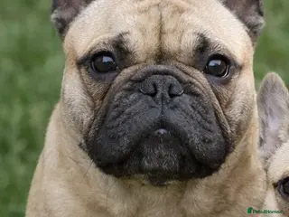 French Bulldog dogs French bulldogs for stud - Advert 1