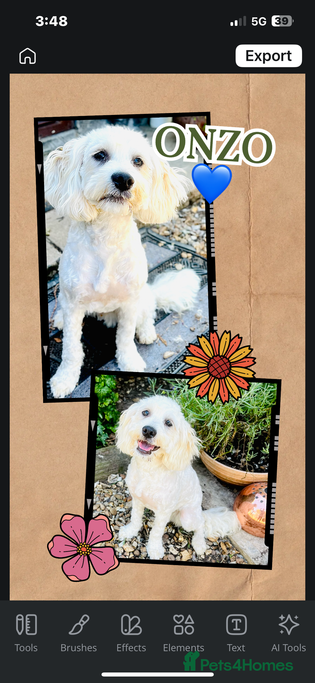 Toy Poodle dogs for stud: 100% HEALTH TESTED STUDS IN SOUTH LINCOLNSHIRE - Image 6