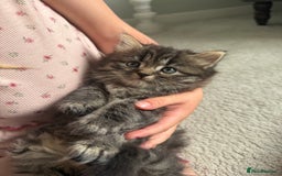 Persian cats for sale: Beautiful 1/2 Persian kittens (2girls 1 boy) - Image 20