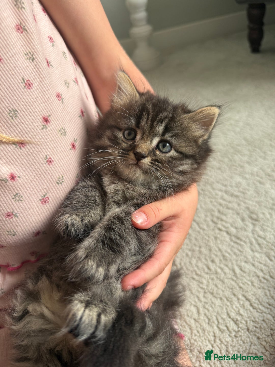 Persian cats for sale: Beautiful 1/2 Persian kittens (2girls 1 boy) - Image 20