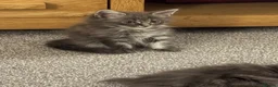 Mixed Breed cats for sale: Beautiful Maine coon cross kittens  - Advert 4