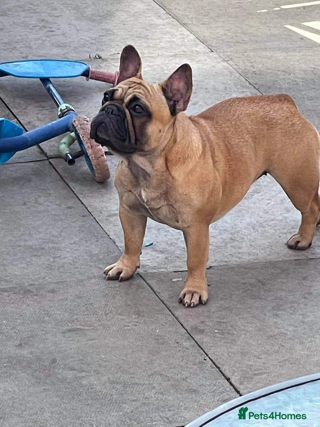 French Bulldog dogs for sale: KC REGISTERED FRENCH BULLDOG 🐶 - Advert 2