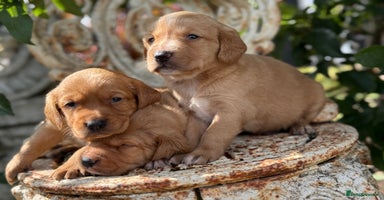 Cockerdor dogs - Advert 7
