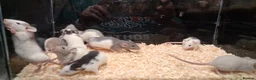 Rat rodents for sale: Baby Dumbo rats, natural, Rex , Nakeds - Advert 25