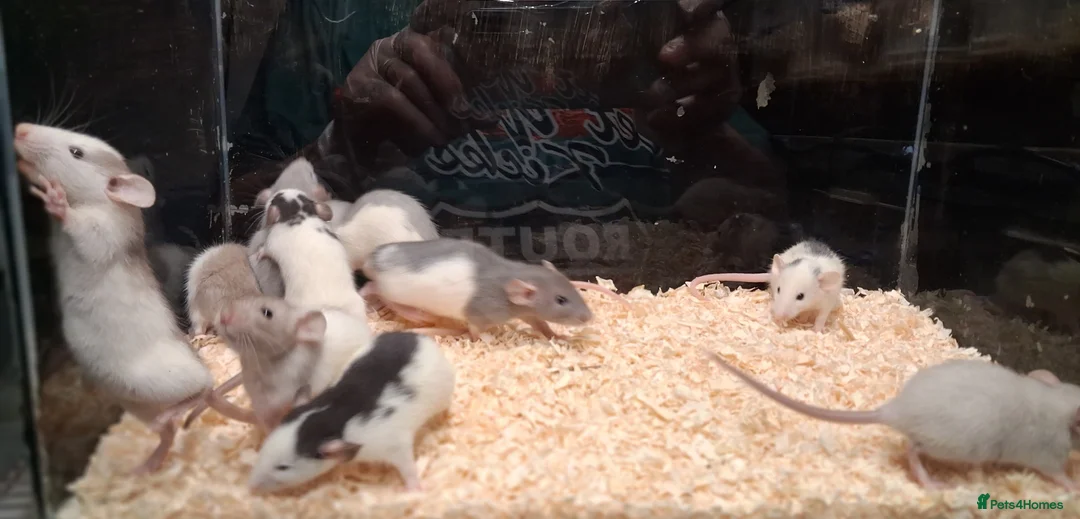 Rat rodents for sale: Baby Dumbo rats, natural, Rex , Nakeds - Advert 25